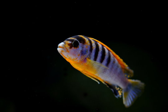African malawi cichlid colorful fish