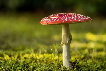 close up of mushroom with big red cap with white dots on the green grassy ground on a sunny dya