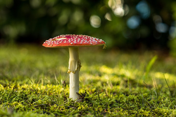 close up of mushroom with big red cap with white dots on the green grassy ground on a sunny dya