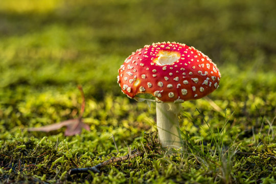 close up of mushroom with big red cap with white dots on the green grassy ground on a sunny dya