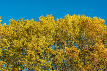 Fototapeta premium green and yellow foliage under the blue sky background in early autumn