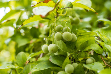 many ball shaped green fruits hanging on the branch with green leaves under the bright sky