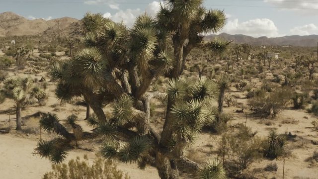 Aerial fly around of a Joshua tree in the desert