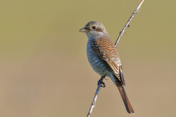 Bird - Red-backed Shrike (Lanius collurio)