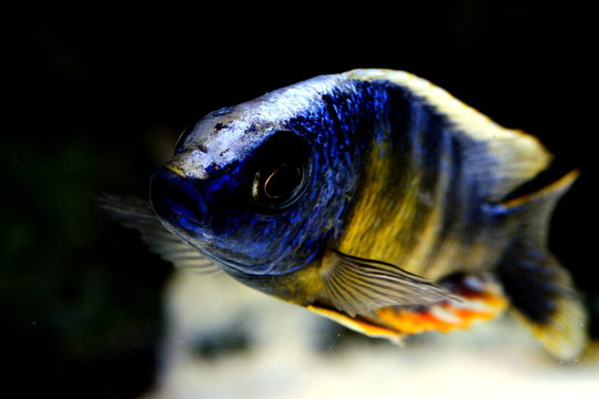 African malawi cichlid colorful fish