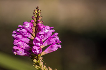 bunch of beautiful pink flowers on the tip of the branch under the sun