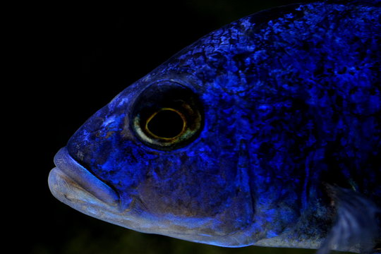 African malawi cichlid colorful fish