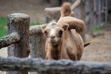 Obraz premium young bactrian camel