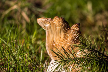 close up of Mushroom hypha under the cap on the ground under the sun