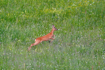 Male of  roe deer Capreolus capreolus is jumping in flower field