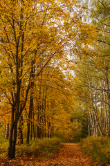 Obraz premium Beautiful yellow and red autumn lane in the forest
