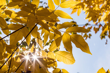 sun shining through yellow leaves cast two star burst