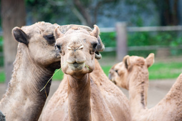 Arabian camel