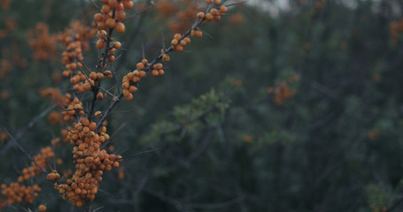Closeup sea buckthorn berries on the bush