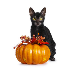 Young adult black Lykoi cat kitten sitting beside an orange pumpkin looking straight in camera with...