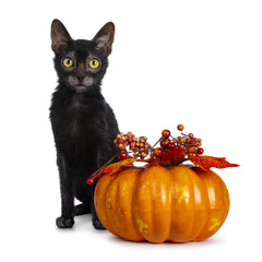 Young adult black Lykoi cat kitten sitting beside an orange pumpkin looking straight in camera with...