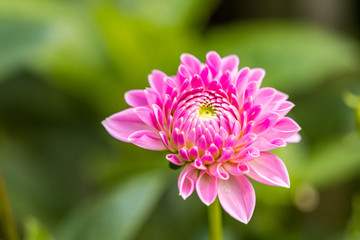 Obraz premium beautiful pink dahlia flower with green background