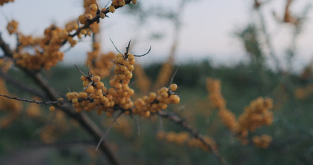 Closeup sea buckthorn berries on the bush