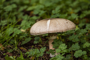 brown mushroom with big cap with a crack on the green ground