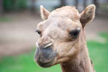 Arabian camel