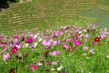 Cosmos flower field on Mountains