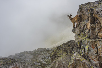 Wild mountain goats in misty mountains. Kabardino-Balkariya, Caucasus, Russia
