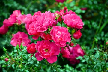 Bright pink roses on the background of the garden close-up.