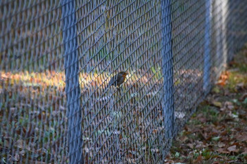 Permeable