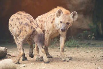 Fototapeta premium spotted hyena