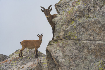Wild mountain goats in misty mountains. Kabardino-Balkariya, Caucasus, Russia