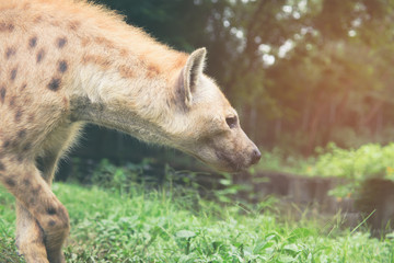 spotted hyena