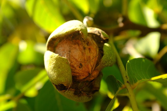 Ripe walnut on the branch in the garden