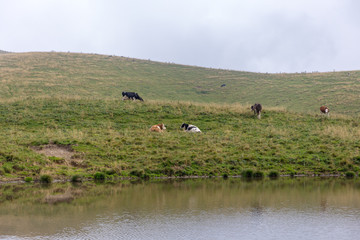 herd of cows grazing in the field
