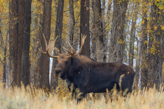 Bull Shiras Moose in the Fall Rut
