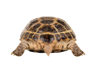 overland digging turtle