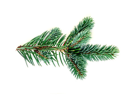 Green  pine branch isolated on white background. Fir tree branch, detailed image