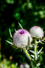 Cirse laineux en fleurs