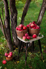 Autumn old garden. In the basket are red apples on a chair. Wood and grass in the background