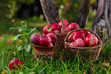 Autumn garden. Under the tree in the basket are red apples. In the background green grass and the...