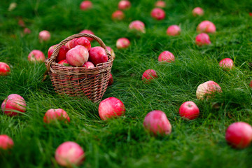 On the grass is a basket of red apples. Fruits are scattered nearby.
