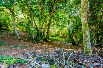 Randonnée au Puy Pariou  en Auvergne