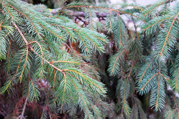 Green branch of fir tree close-up