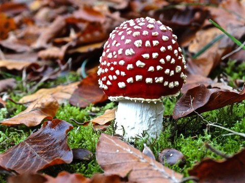 NL herfst Vliegenzwam