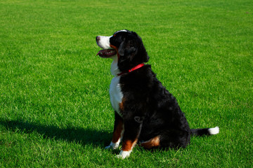 Bernese Mountain Dog