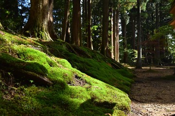 Moss of Koyasan which is a world heritage