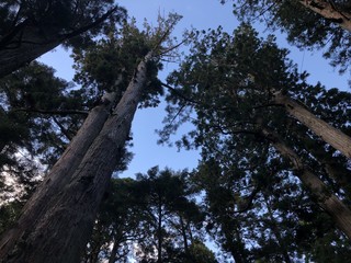 Forest and sky from inside Okunoin