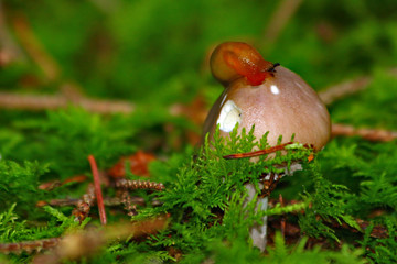 kleiner Pilz mit roter Schnecke
