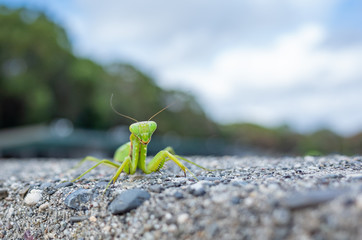 睨むカマキリ