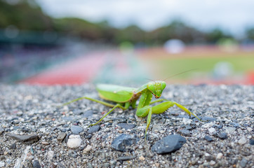 身構えるカマキリ