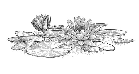 Water lily illustration, drawing, engraving, ink, line art, vector - 226375842